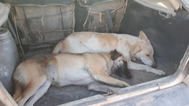 جمع‌آوری و زنده‌گیری سگ‌های بلاصاحب از معابر سطح شهر