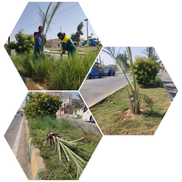 کاشت ۸۰ اصله درخت نخل در بلوارهای شهر چمران؛ گامی در جهت توسعه فضای سبز شهری